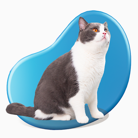 Gatos - Best Pets Web